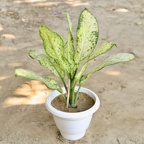 Dieffenbachia in 10 Inch Classy White Plastic Pot