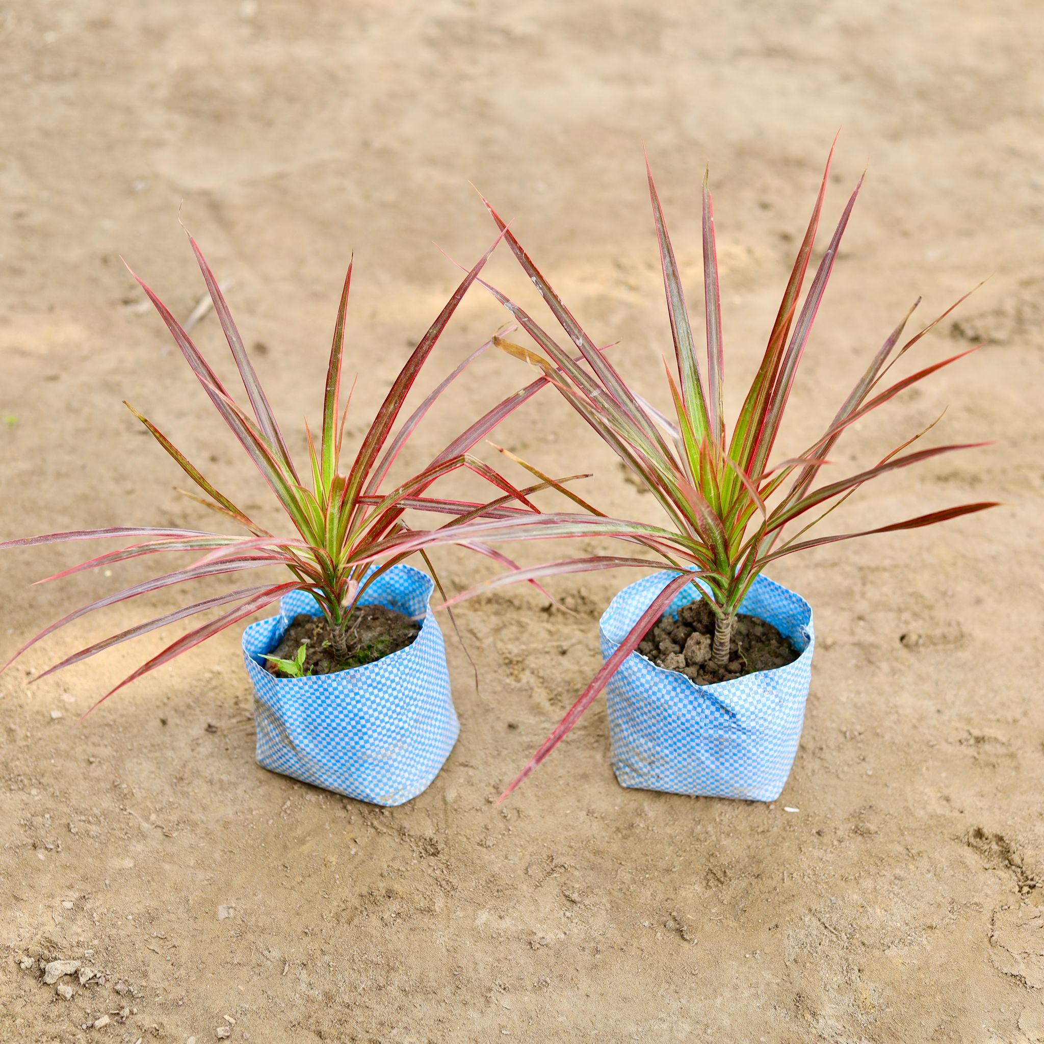 Set of 2 - Dracaena Colorama / Marginata in 4 Inch Nursery bag