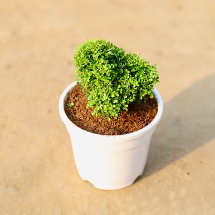 Buy Table Kamini Ball in 4 Inch White Nursery Pot Online | Urvann.com