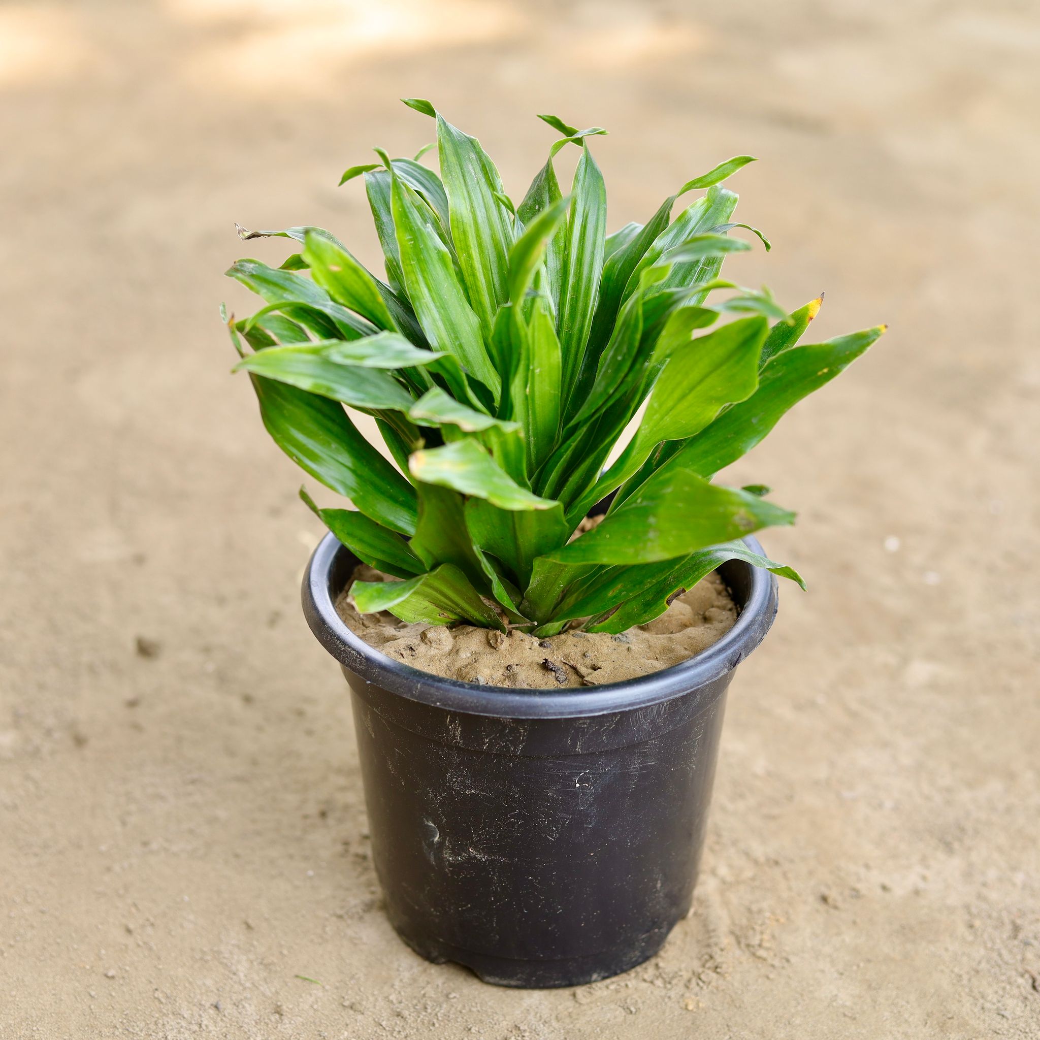 Dracaena Compacta in 6 Inch Nursery Pot