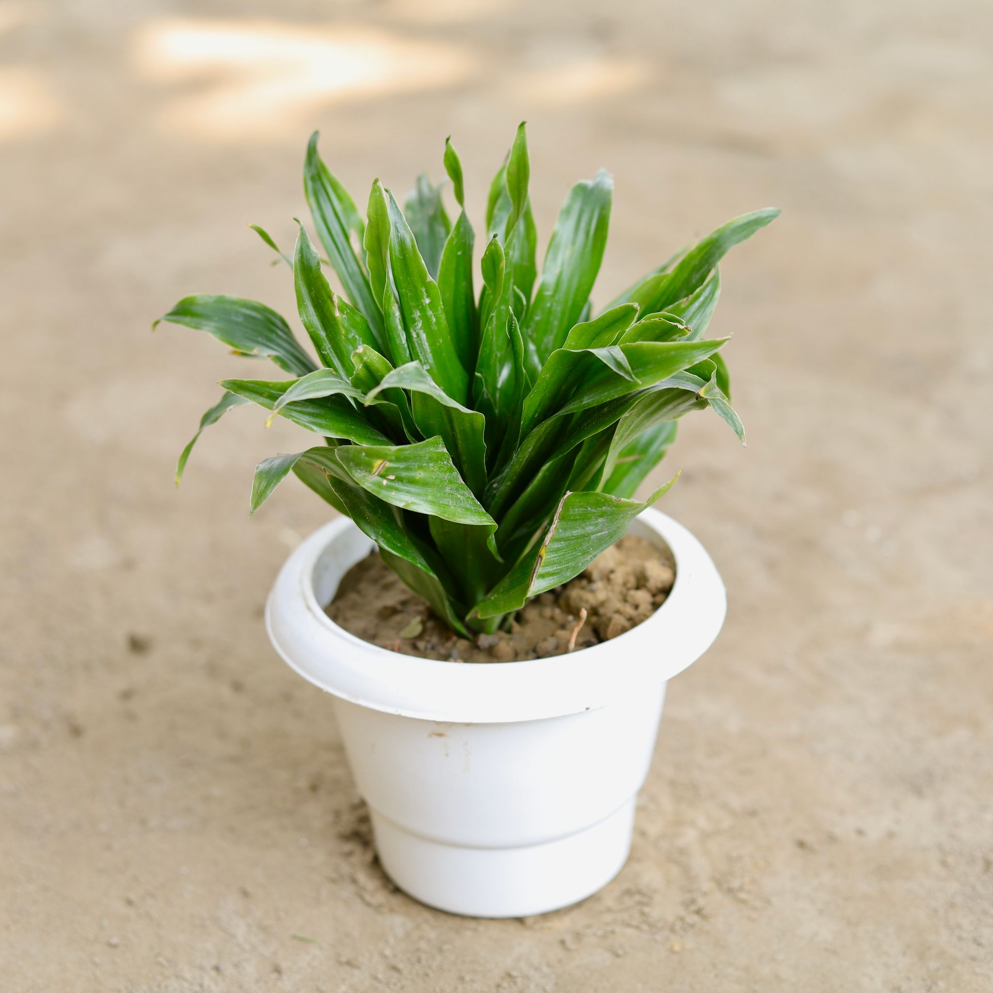Dracaena Compacta in 6 Inch Classy White Plastic Pot