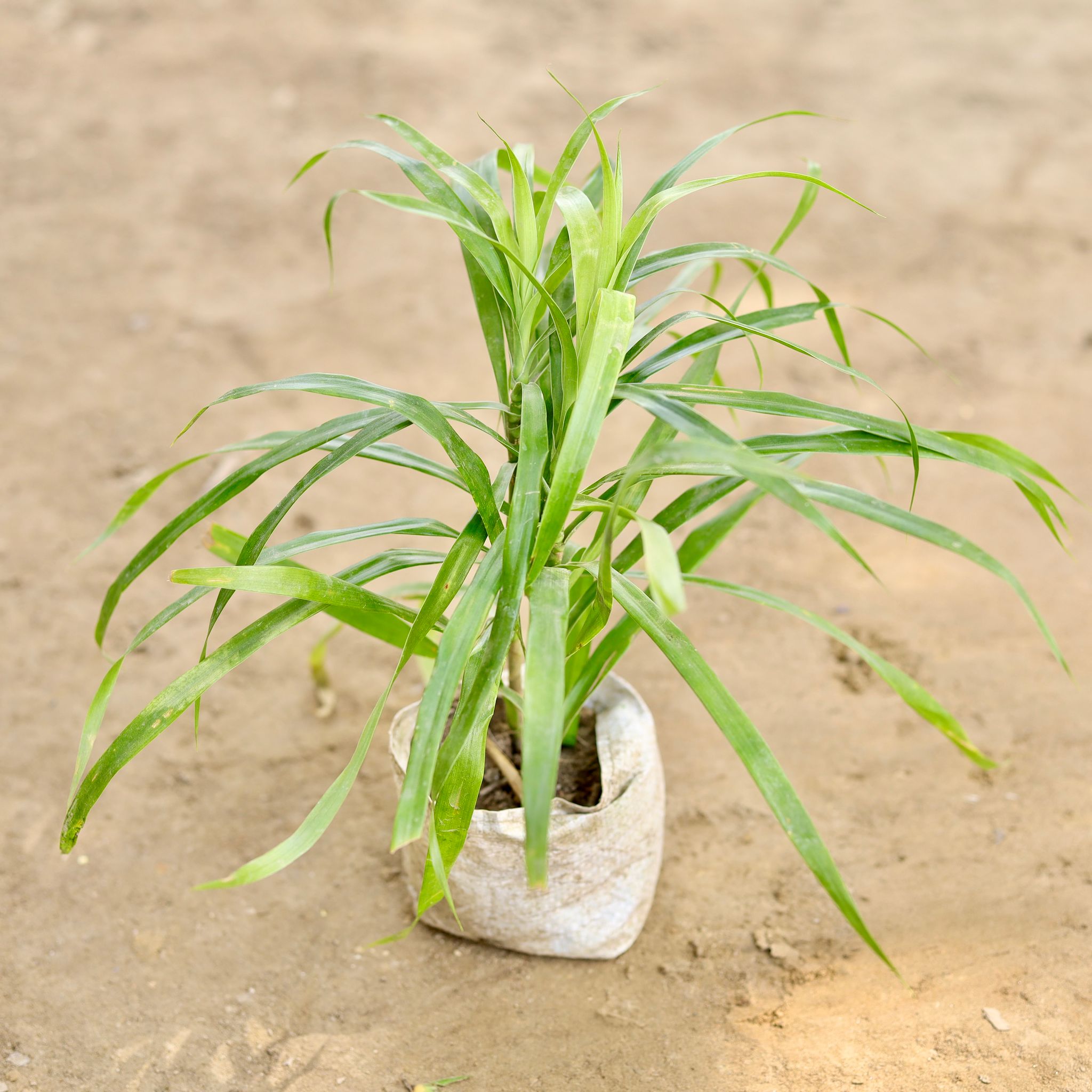 Dracaena Compacta Green in 4 Inch Nursery bag