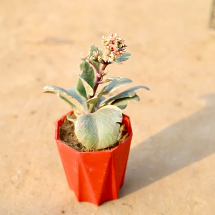 Buy Kalanchoe Vareigated in 4 Inch Red Premium Diamanti Plastic Pot Online | Urvann.com