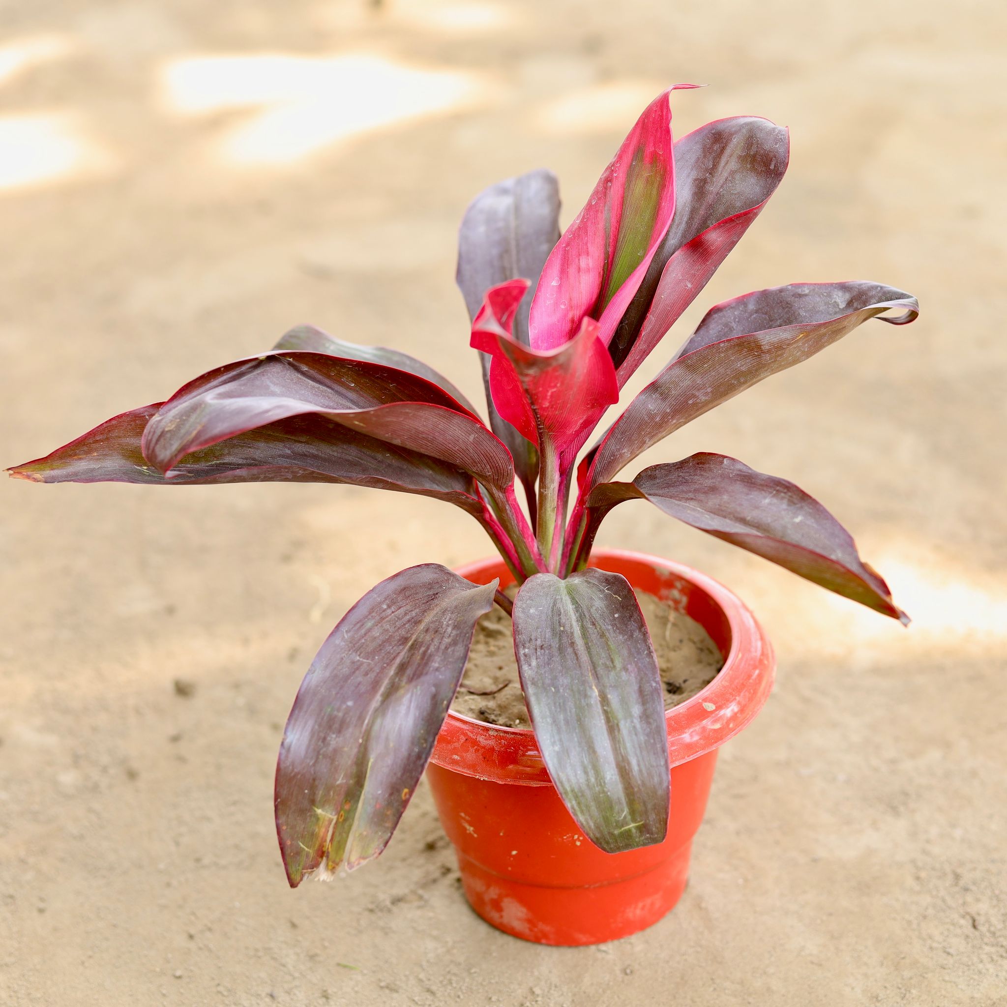 Dracaena Rosea in 6 Inch Classy Red Plastic Pot