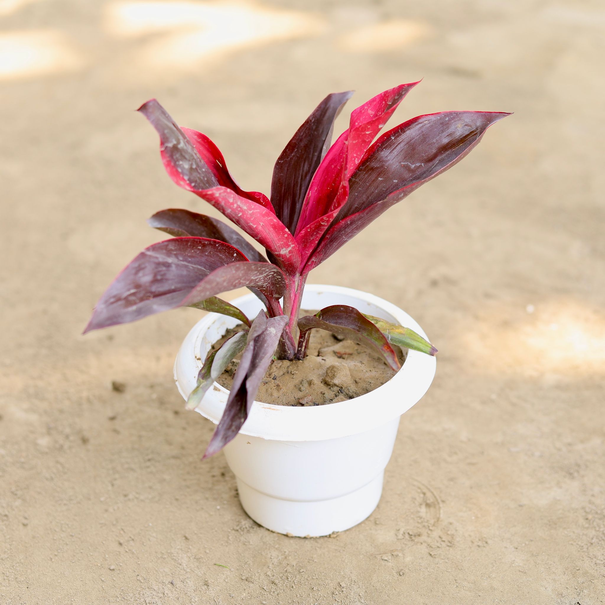 Dracaena Rosea in 6 Inch Classy White Plastic Pot