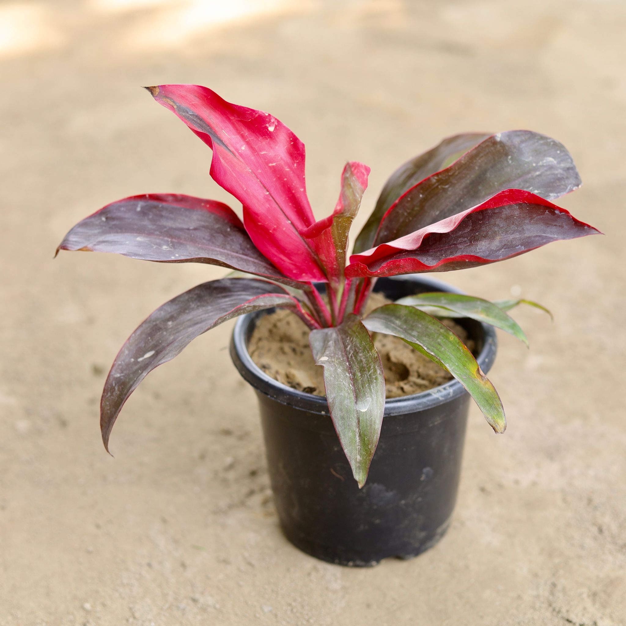 Dracaena Rosea in 6 Inch Nursery Pot