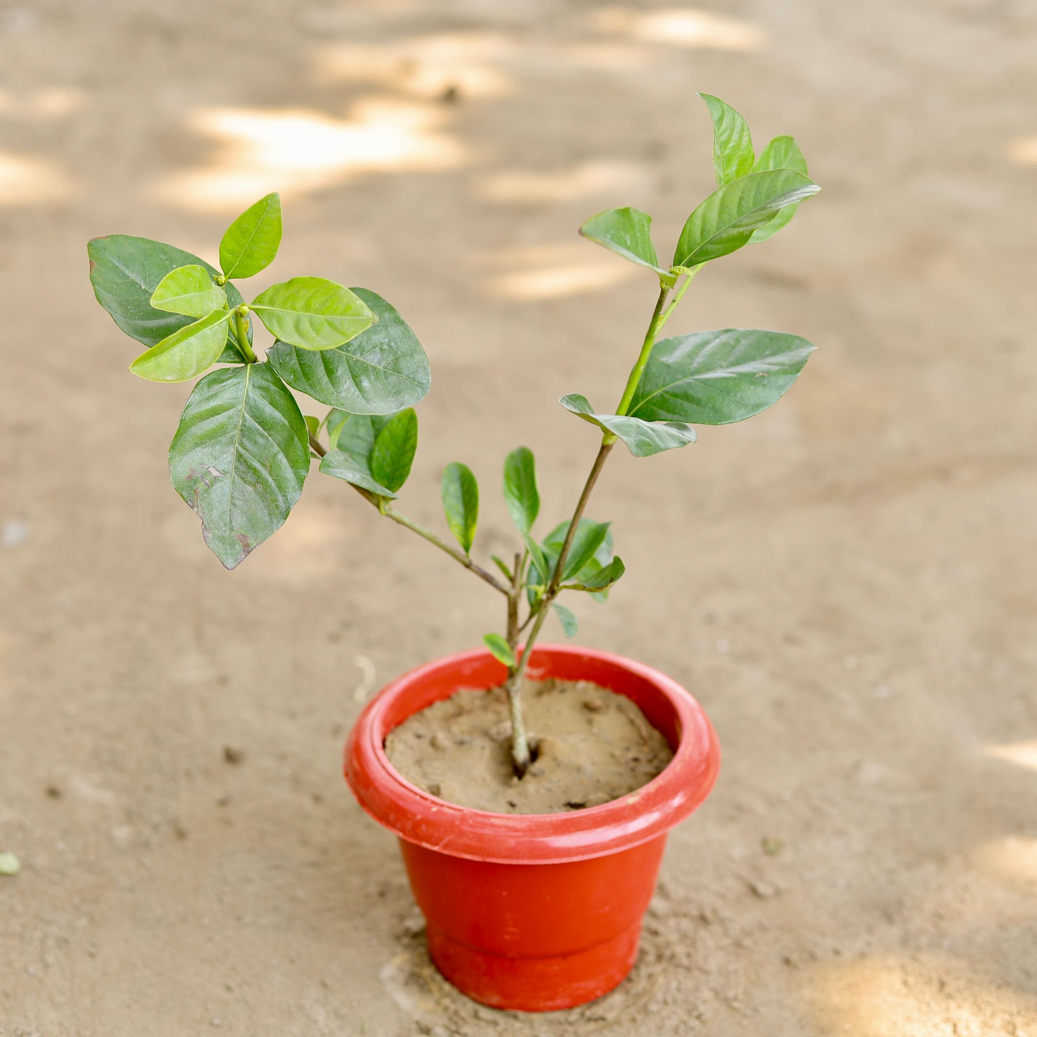 Gandhraaj / Gardenia (Any Colour) in 6 Inch Classy Red Plastic Pot