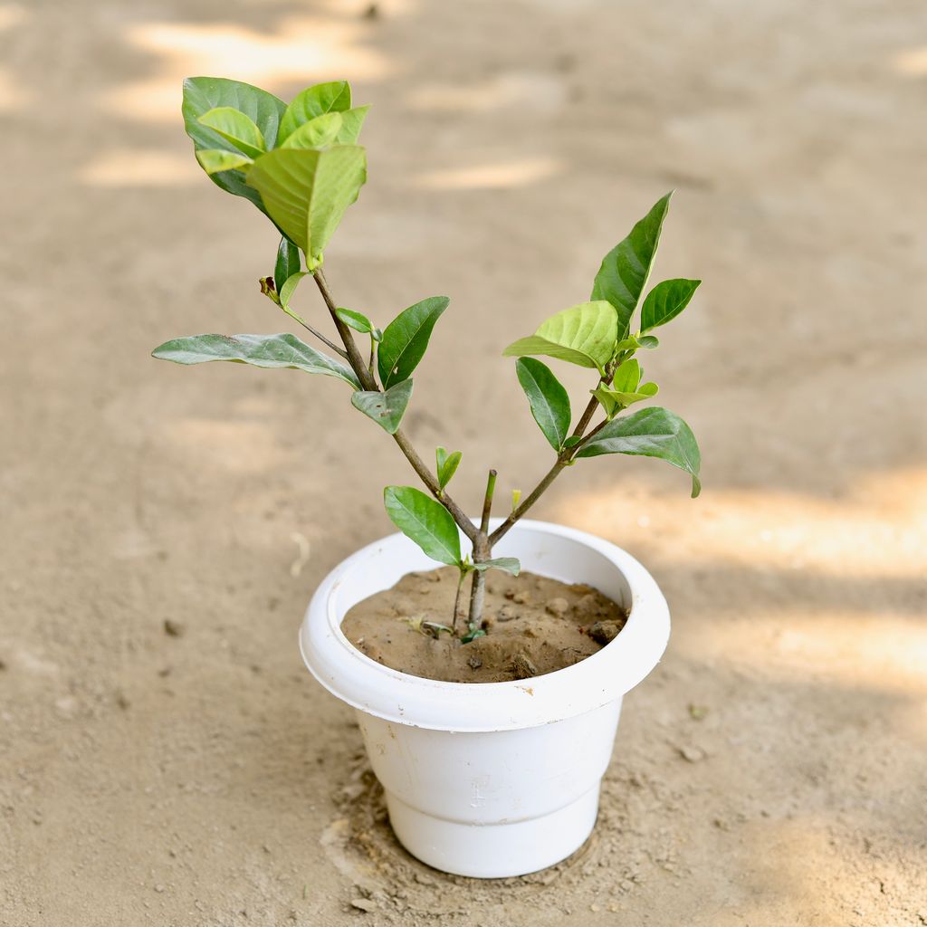 Buy Gandhraaj / Gardenia (Any Colour) in 6 Inch Classy White Plastic Pot Online | Urvann.com Gandhraaj / Gardenia (Any Colour) in 6 Inch Classy White Plastic Pot