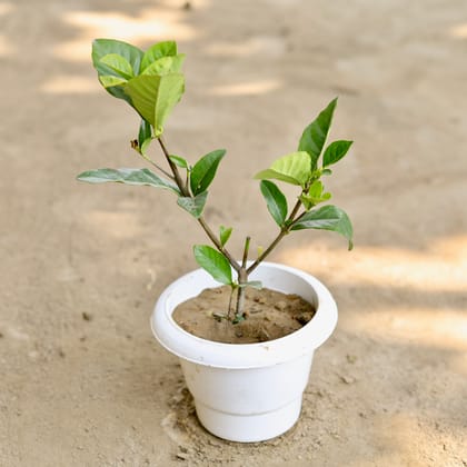 Buy Gandhraaj / Gardenia (Any Colour) in 6 Inch Classy White Plastic Pot Online | Urvann.com