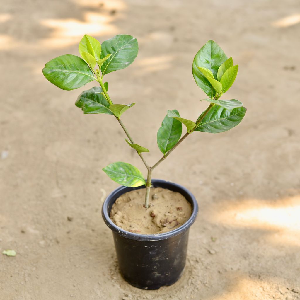 Buy Gandhraaj / Gardenia (Any Colour) in 6 Inch Nursery Pot Online | Urvann.com Gandhraaj / Gardenia (Any Colour) in 6 Inch Nursery Pot