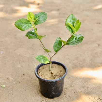 Buy Gandhraaj / Gardenia (Any Colour) in 6 Inch Nursery Pot Online | Urvann.com