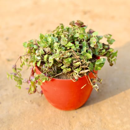 Buy Black Lady / Turtle Vine Black in 4 Inch Blue Marble Premium Orchid Round Plastic Pot Online | Urvann.com
