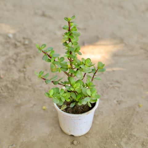 Jade in 4 Inch Nursery Pot