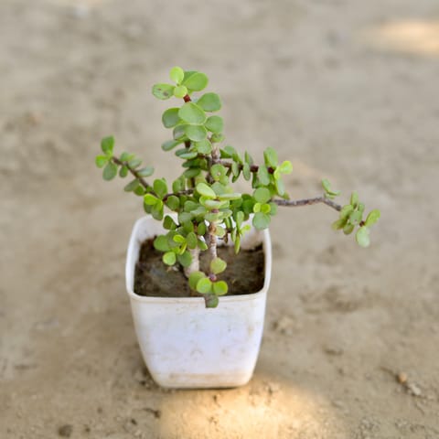 Jade in 3 Inch Others