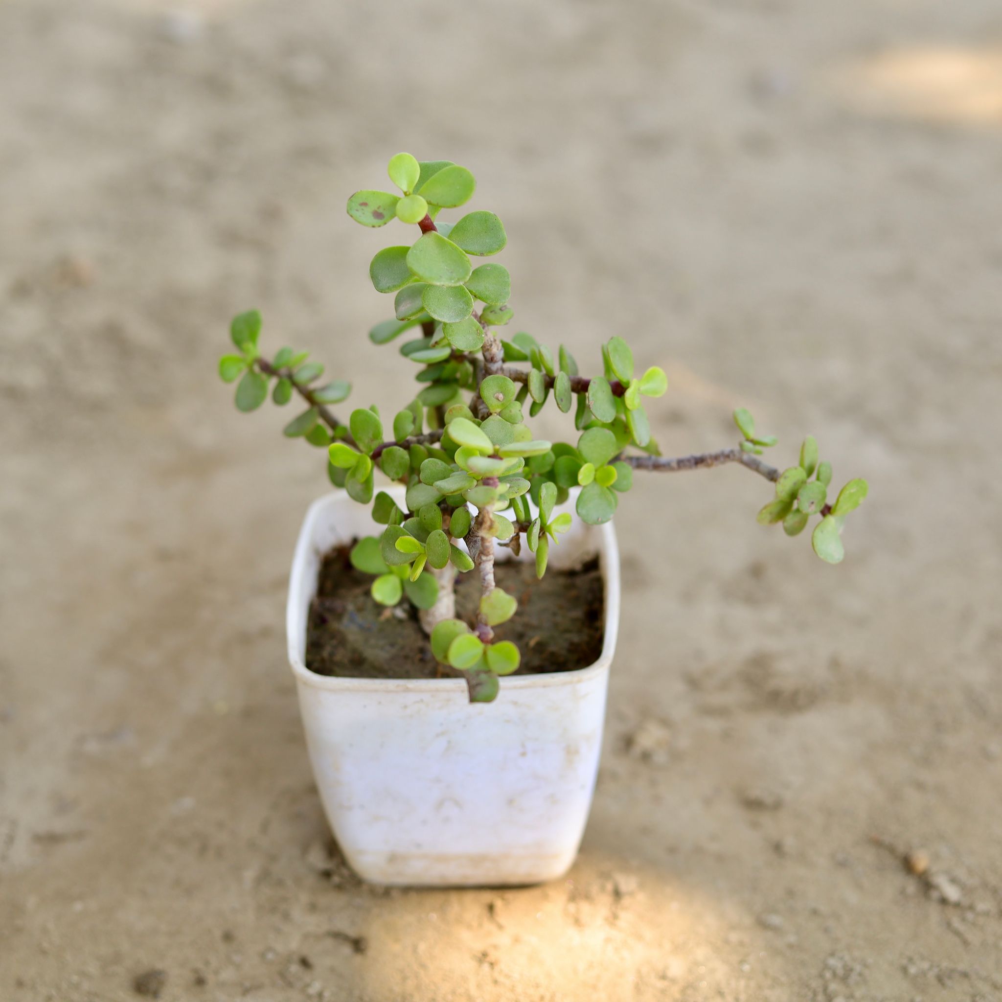 Jade in 3 Inch Cute Square Plastic Pot