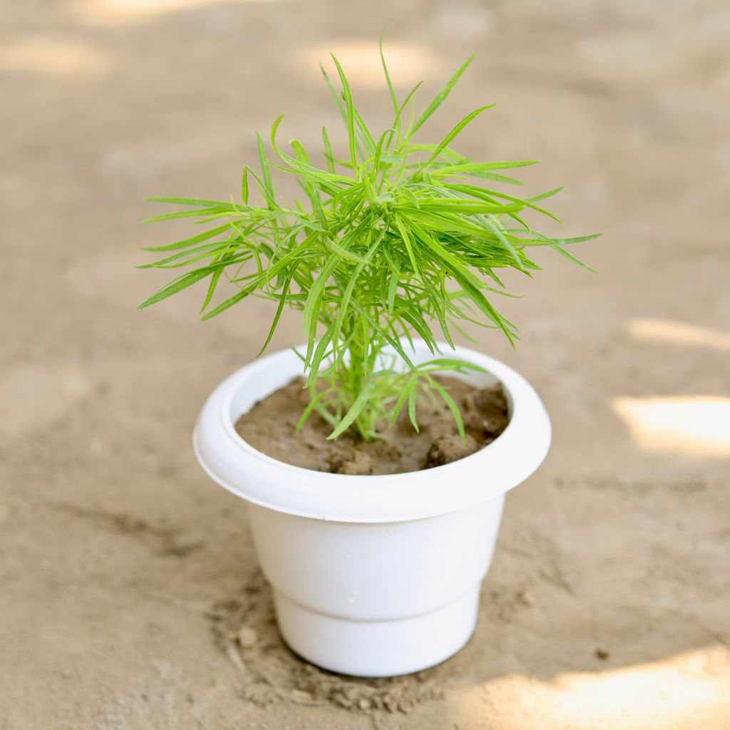 Buy Kochia in 6 Inch Classy White Plastic Pot Online | Urvann.com Kochia in 6 Inch Classy White Plastic Pot