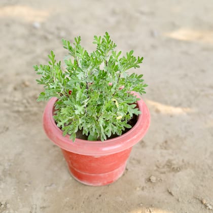 Buy Lavender in 6 Inch Classy Red Plastic Pot Online | Urvann.com