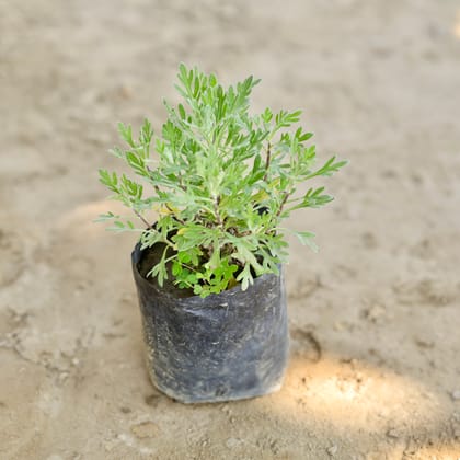 Buy Lavender in 4 Inch Nursery bag Online | Urvann.com