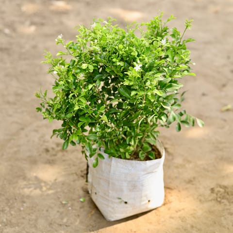 Madhu Kamini in 8 Inch Nursery bag