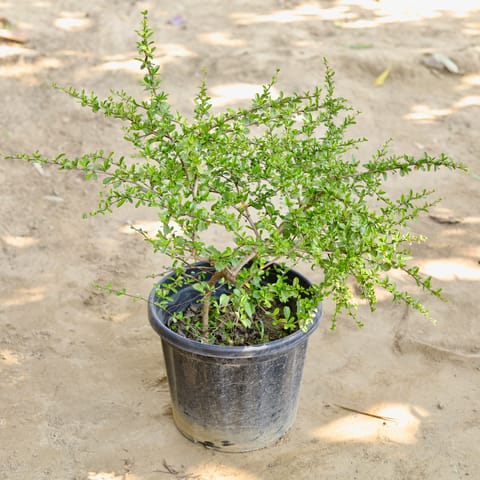 Malpighia in 16 Inch Live Fresh Plant Nursery Pot in Achalpur Maharashtra