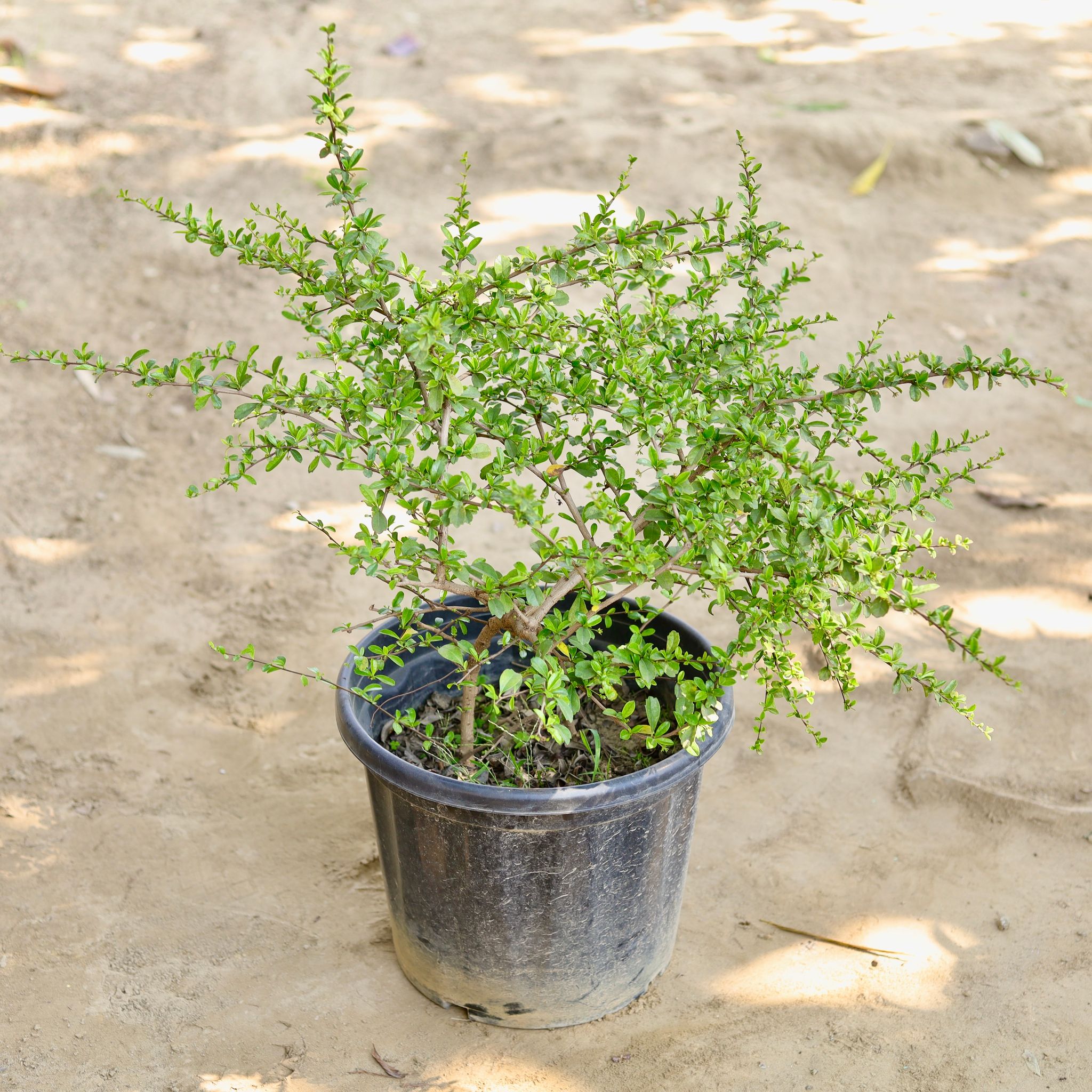 Malpighia in 16 Inch Nursery Pot