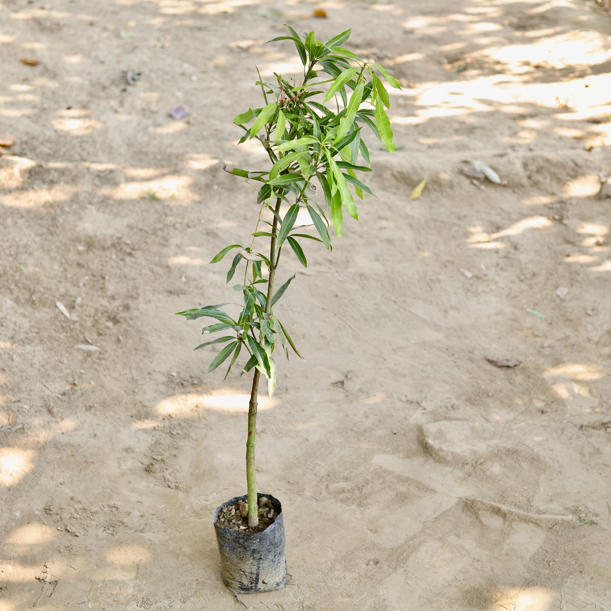 Mango (2-2.5 Ft) in 6 Inch Nursery bag