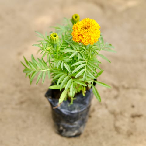 Festive Gift - Marigold (Any Colour) in 4 Inch Nursery bag - Flash Sale