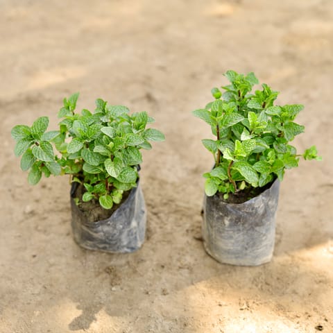 Set of 2 - Mint / Pudina in 4 Inch Nursery bag
