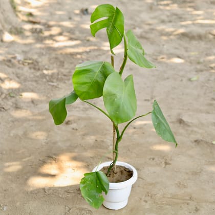 Buy Monstera in 8 Inch Classy White Plastic Pot Online | Urvann.com