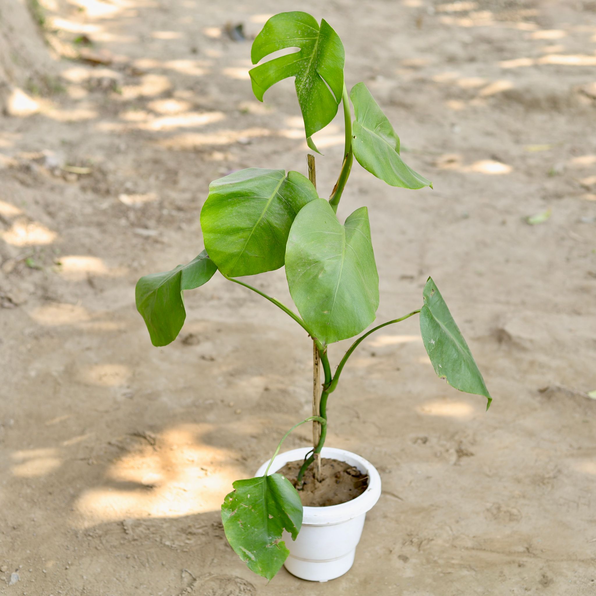 Monstera in 8 Inch Classy White Plastic Pot