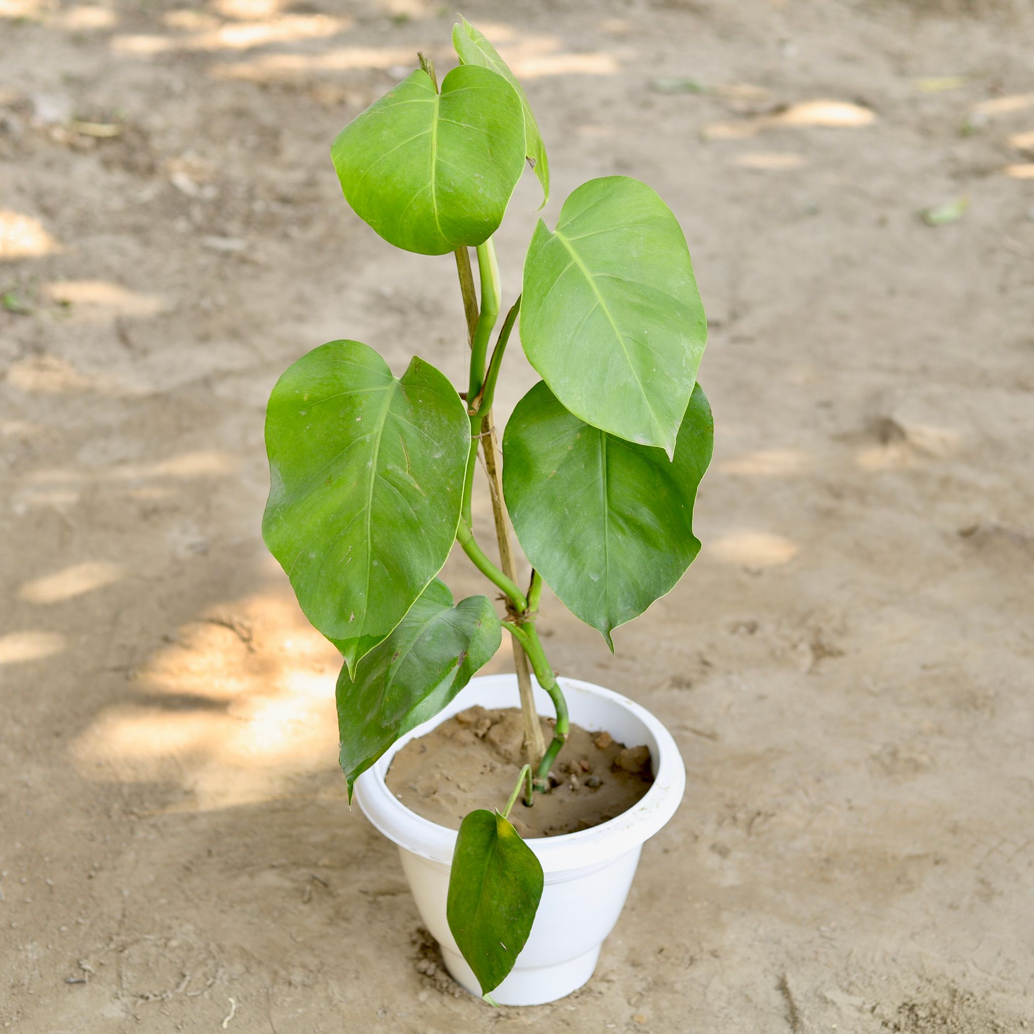 Monstera in 10 Inch Classy White Plastic Pot