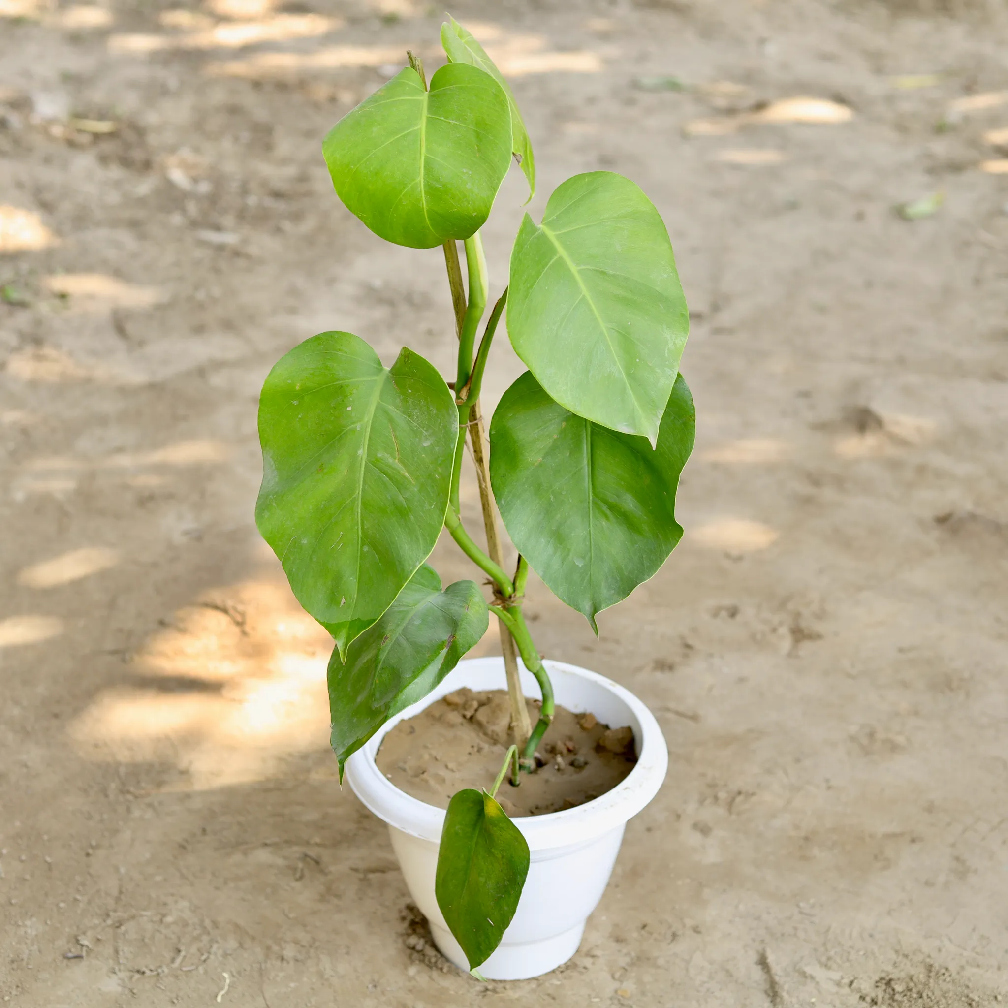 Monstera in 10 Inch Classy White Plastic Pot