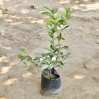 Buy Mosambi / Sweet Lemon in 10 Inch Nursery bag Online | Urvann.com