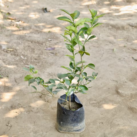 Mosambi / Sweet Lemon in 10 Inch Nursery bag