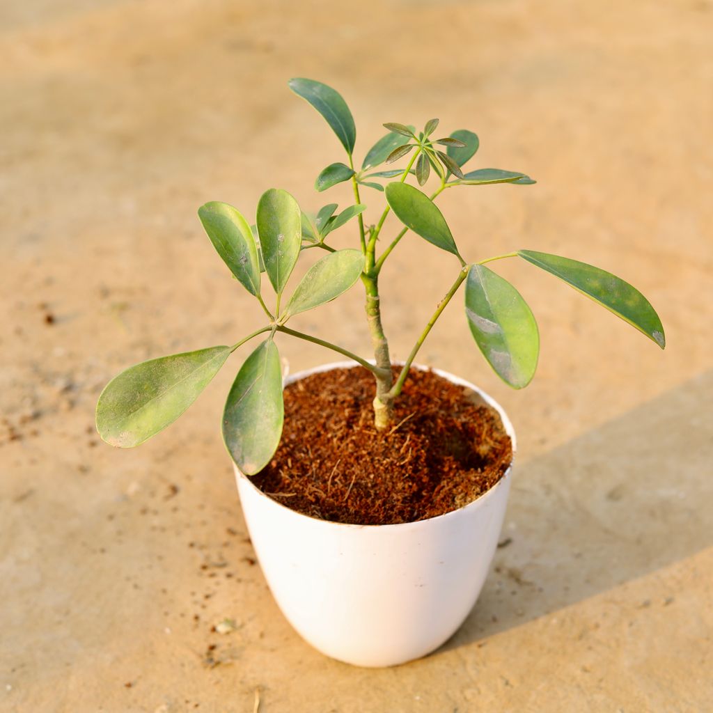 Schefflera Green in 6 Inch White Premium Orchid Round Plastic Pot
