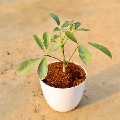 Buy Schefflera Green in 6 Inch White Premium Orchid Round Plastic Pot Online | Urvann.com