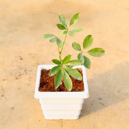 Buy Schefflera Green in 6 Inch White Marble Premium Orchid Square Plastic Pot Online | Urvann.com