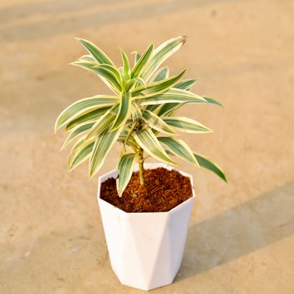 Buy Song of india in 6 Inch Marble White Premium Diamanti Plastic Pot Online | Urvann.com
