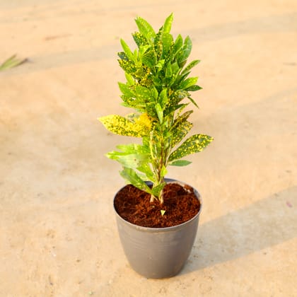 Buy Baby Croton Bushy in 08 Inch Grey Premium Milo Round Plastic Pot Online | Urvann.com