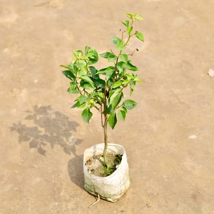 Buy Bougainvilla (Any Colour) in 7 Inch Nursery bag | Urvann.com
