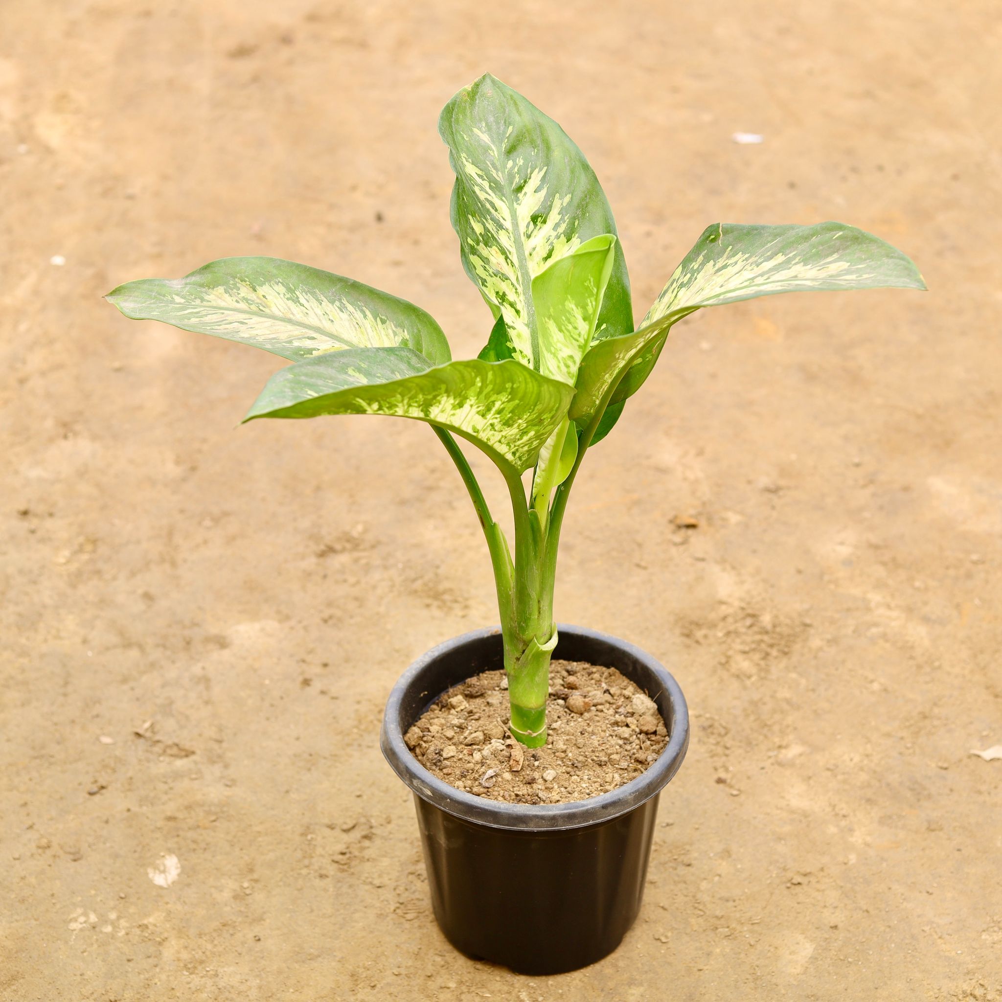 Dieffenbachia in 8 Inch Nursery Pot