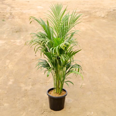 Areca palm (~3 ft) in 8 Inch Nursery Pot