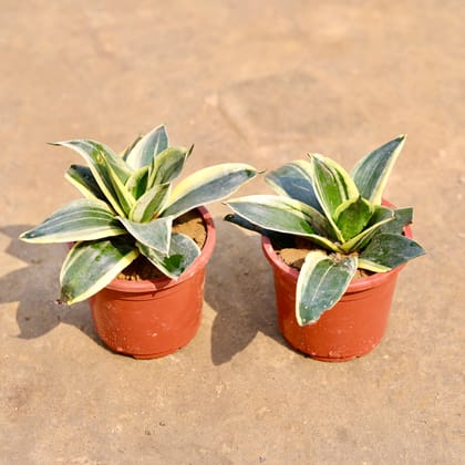 Buy Set of 2 - Snake Dwarf in 4 Inch Nursery Pot | Urvann.com