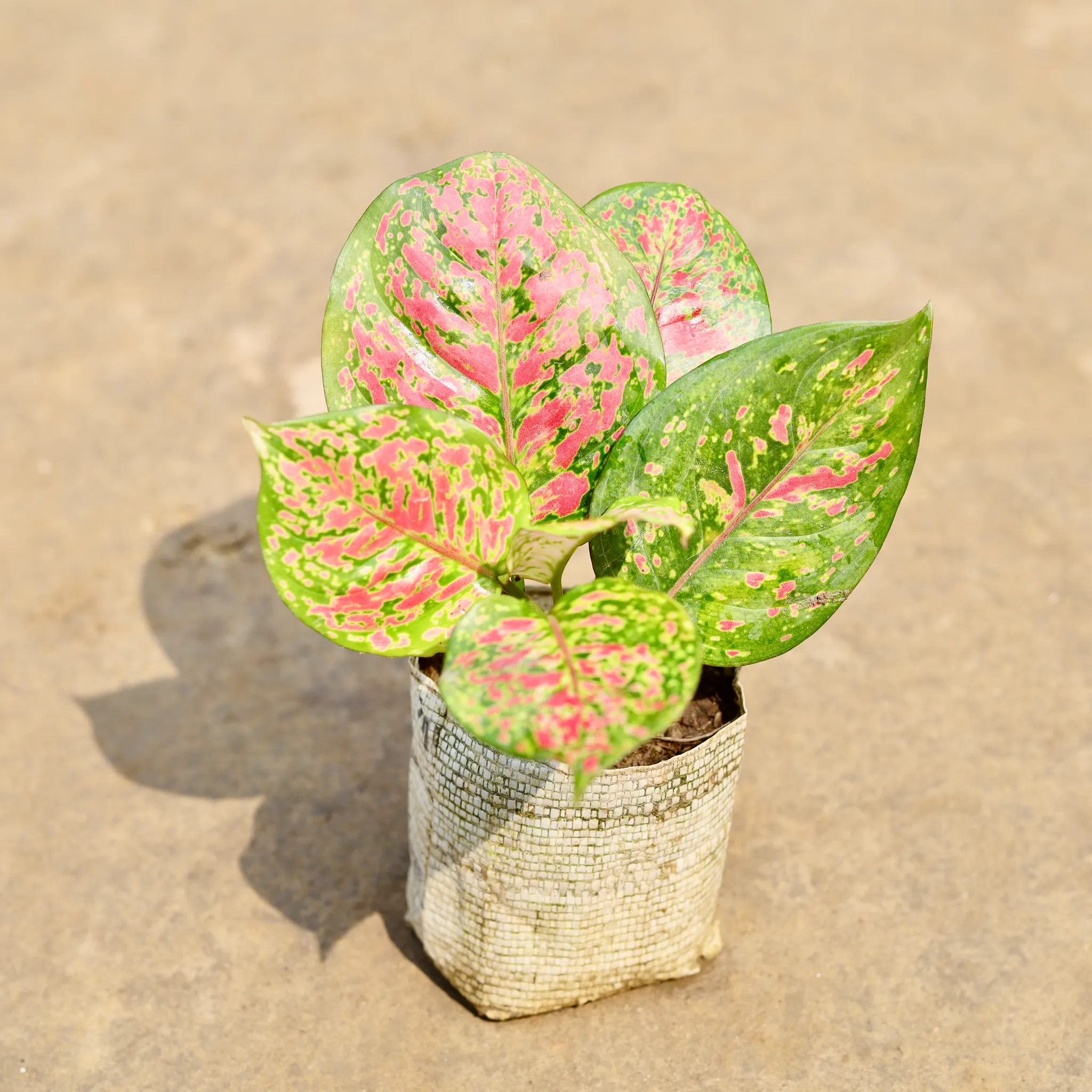 Aglaonema Valentine in 4 Inch Nursery bag