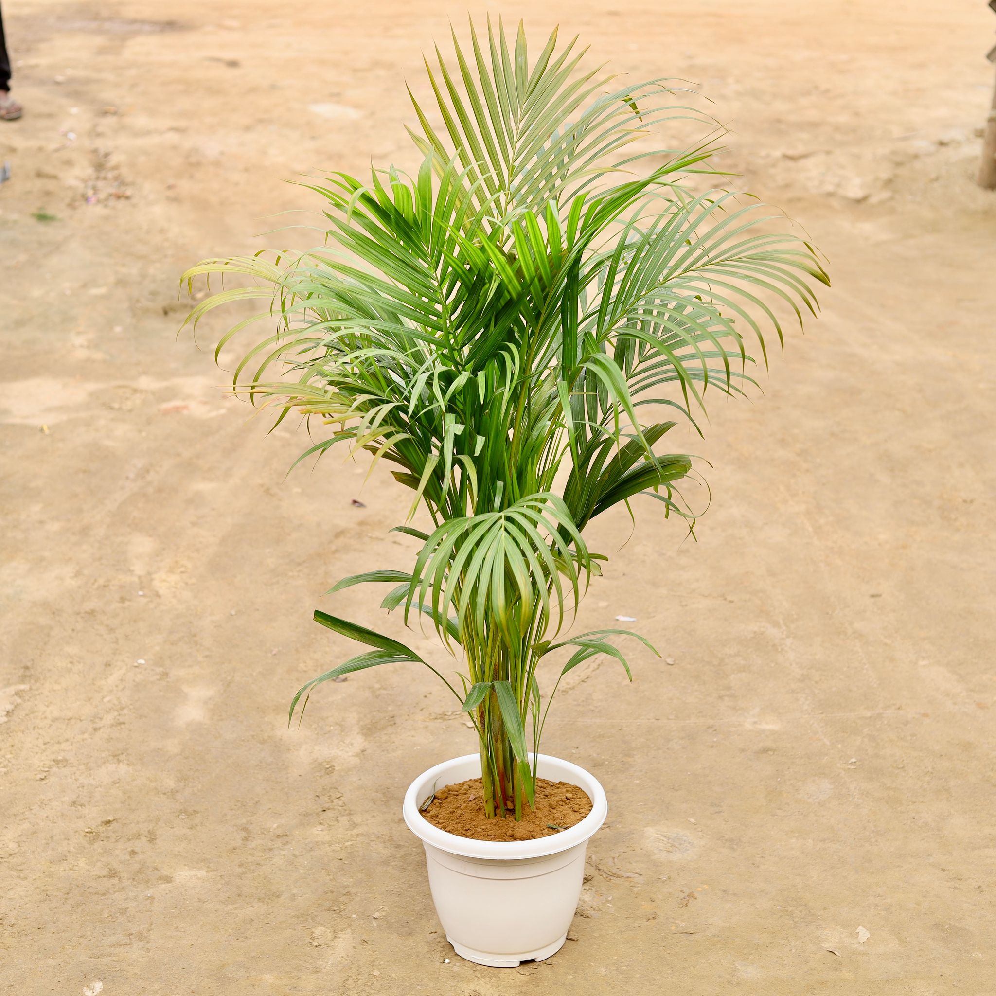 Areca palm in 12 Inch Classy Red Plastic Pot