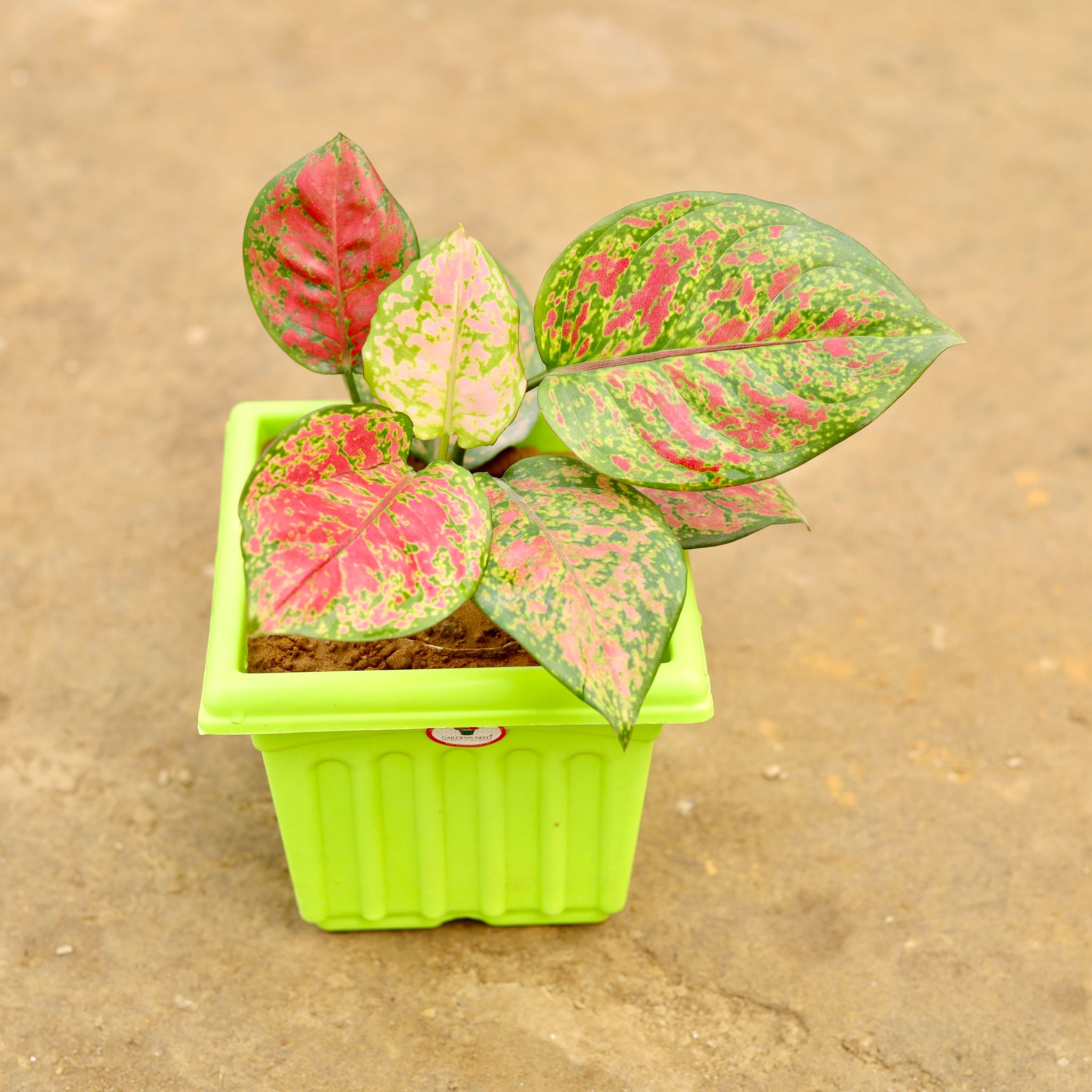 Aglaonema Valentine in 6 Inch Elegant Green Plastic Pot