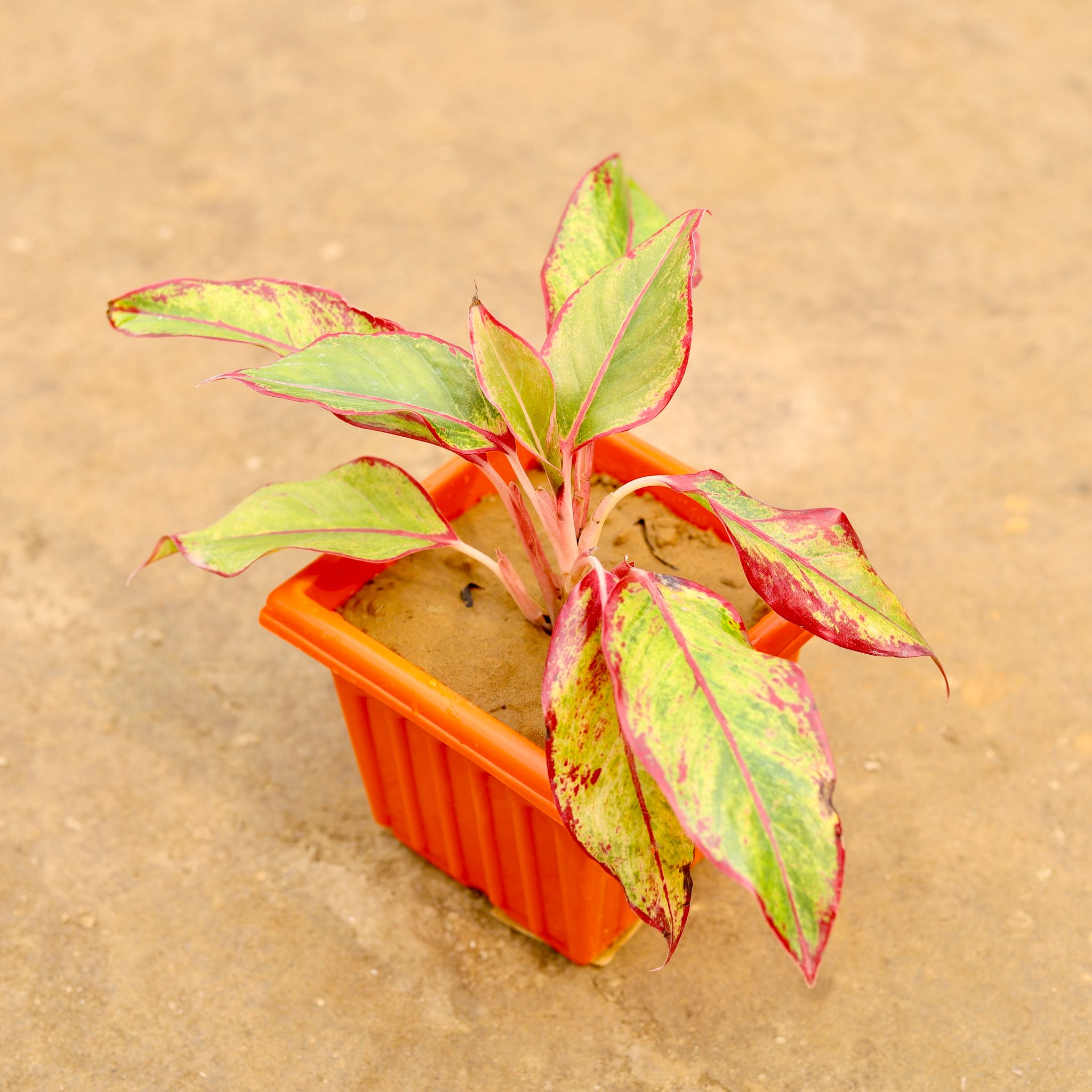 Aglaonema lipstick in 6 Inch Elegant Red Plastic Pot
