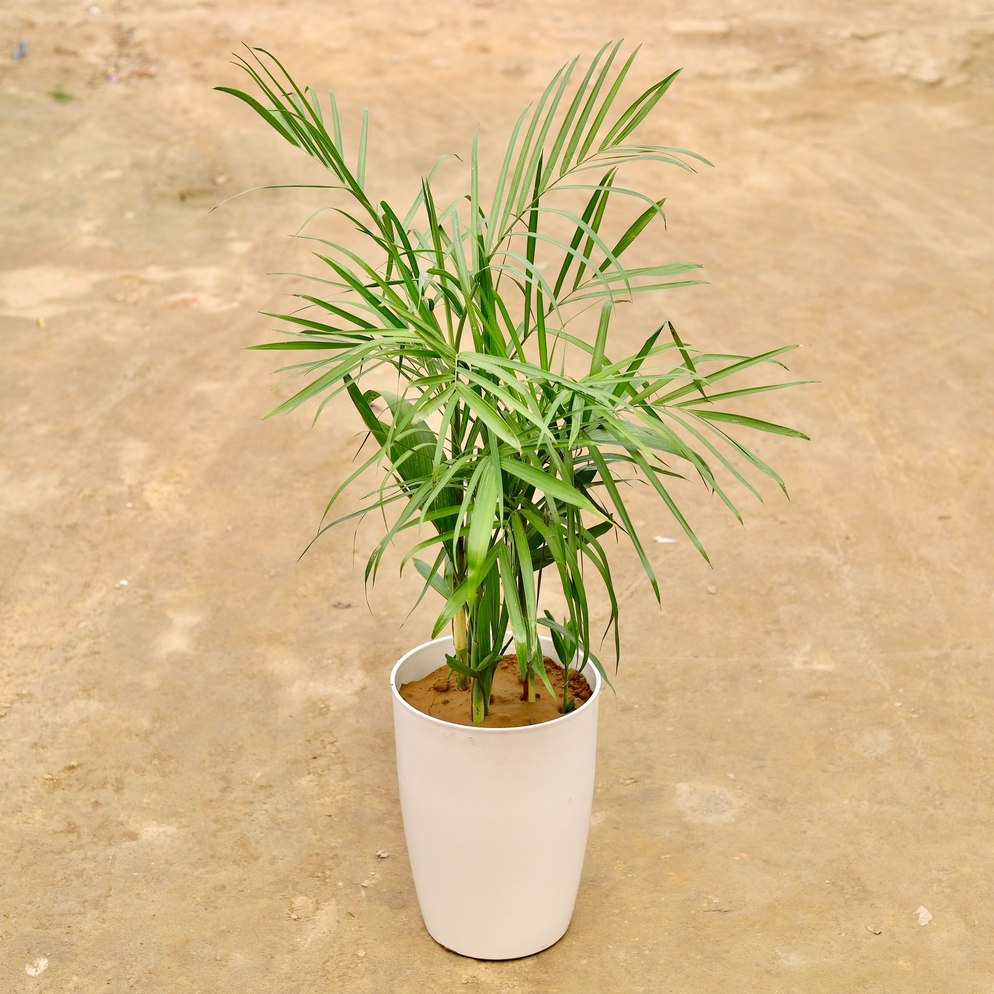 Bamboo Palm in 14 Inch White Round Tower Plastic Pot