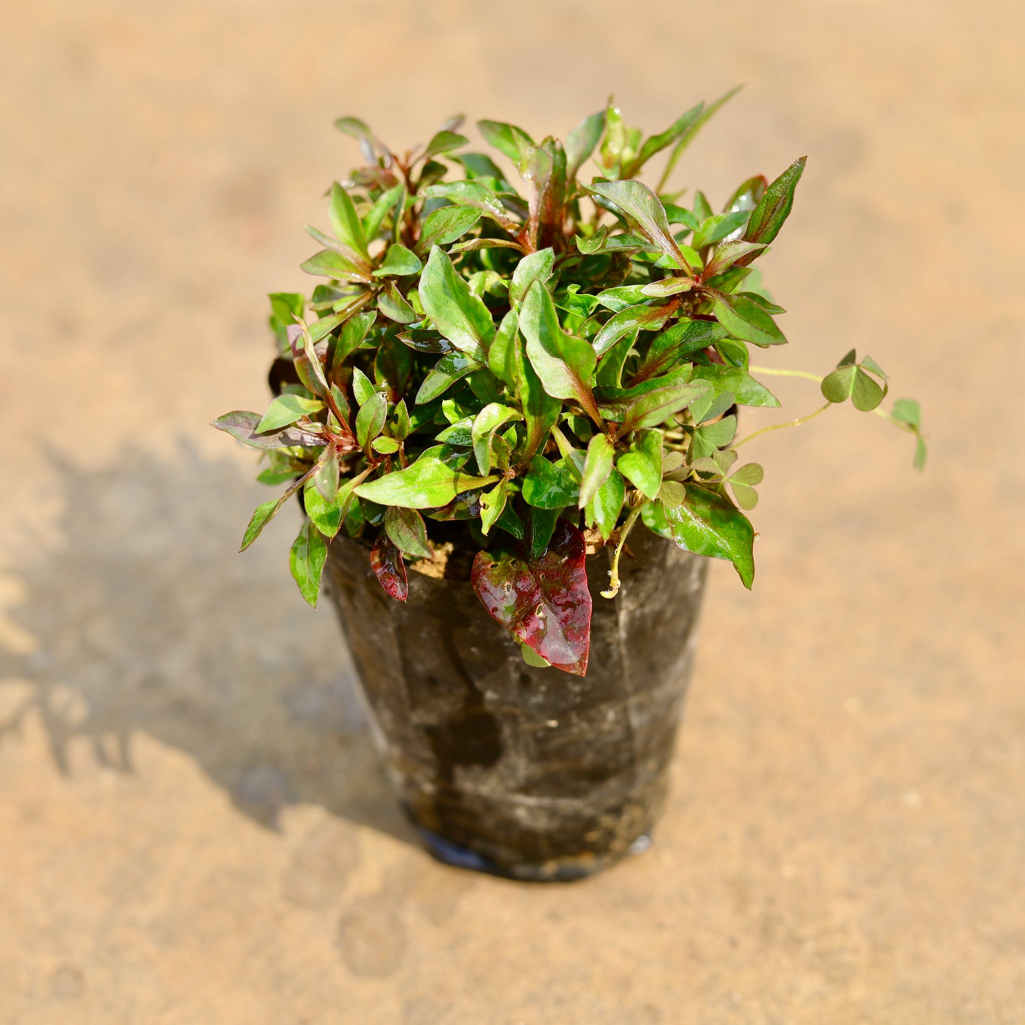 Alternanthera Red in 4 Inch Nursery bag
