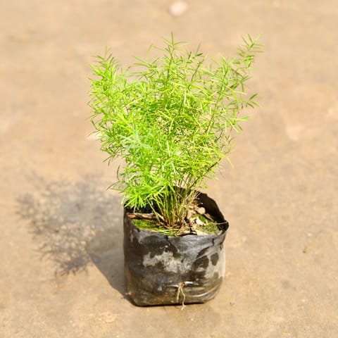 Asparagus in 4 Inch Nursery bag